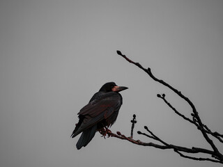 red winged blackbird