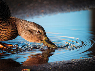duck in water