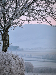 trees in the snow