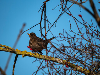 bird on a branch
