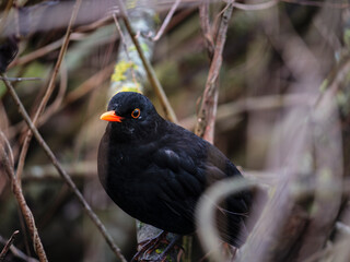 red winged blackbird