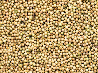 Fototapeta premium Coriander background and texture.