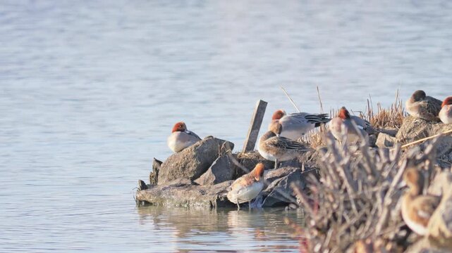 Flock of Waterfowl Resting by a Calm Lakeshore in Winter,Mareca penelope