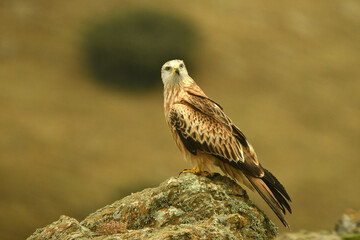 Obraz premium milano real en la sierra abulense.Avila.España