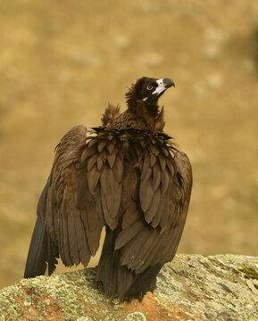 buitres en la sierra abulense en Avila.Espa&ntilde;a