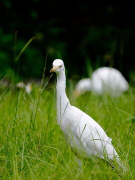 Two Egrets Foraging on Grass with Focus on the Front Bird