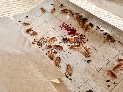 cockroach traps, a remedy for cockroaches in an apartment