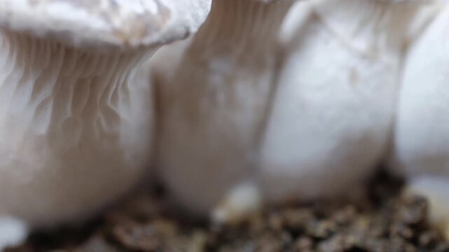 Growing King oyster mushrooms