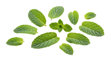 Fresh green mint leaves scattered on a black background herb