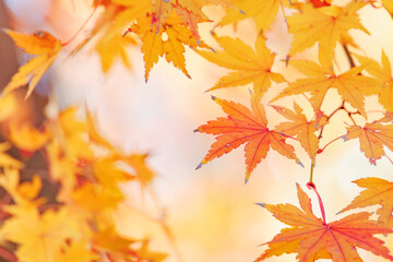 鮮やかな黄色とオレンジに色づいた美しい秋の楓の葉