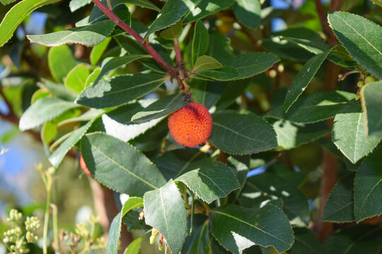 Arbousier commun (Arbutus unedo)
