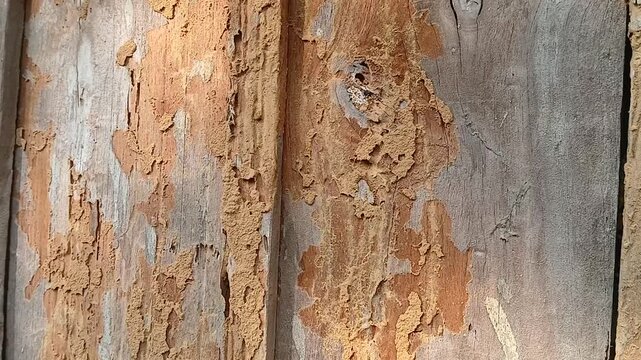 Termite damaged wood Texture