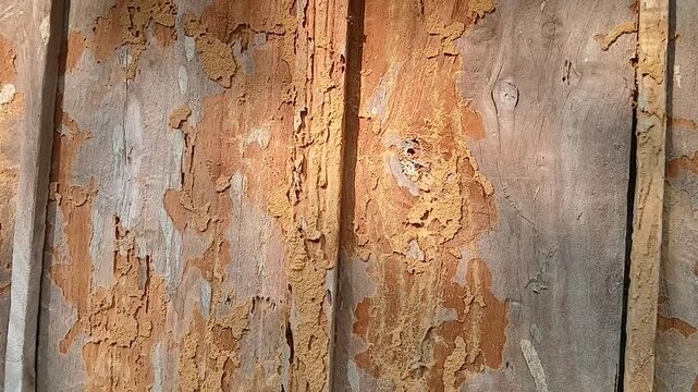 Termite damaged wood video