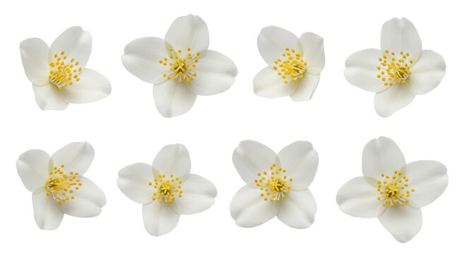 Eight white jasmine flowers with yellow centers on black background image