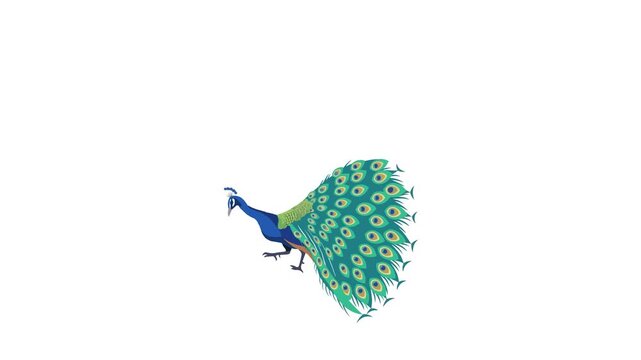 Video Peacock Vector Animation