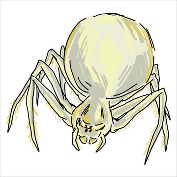Crab spider. Misumena vatia. Colorful, hand-drawn, vector illustration. Picturesque. Unique detailed stylization. Print on sketchbooks, stickers, postcards, cups, clothes, posters. Biological.