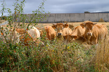Brown cows grazing in green field close up. The Concept of Livestock.
