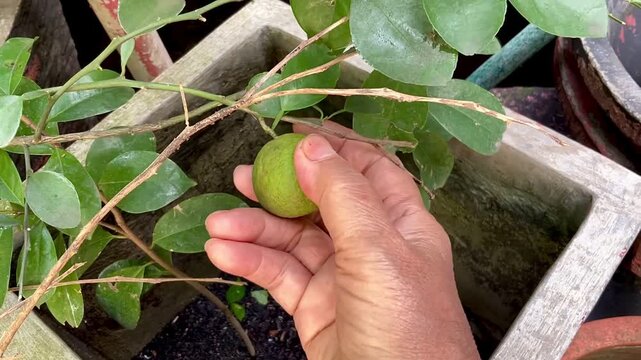 A woman picks green lime from a branch. Limes are a rich source of vitamin C, are sour, and are often used to accent the flavours of foods and beverages.