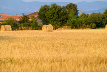 Fototapeta premium Hay bales in cereal field with mountains. The Concept of Rural Life.