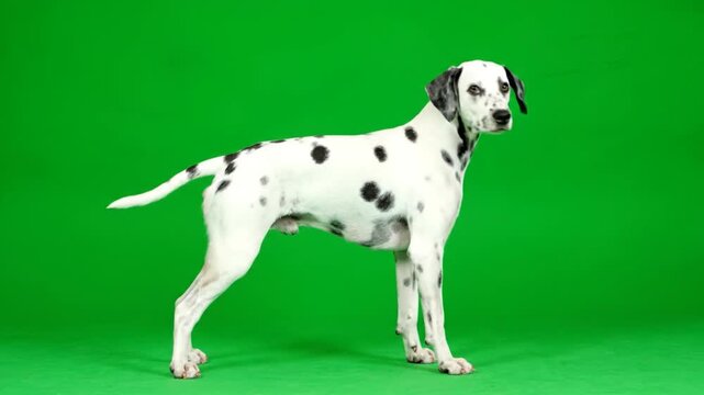 Dalmatian dog standing on green floor against green background viewed from side