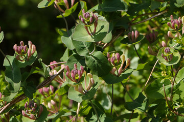 Bl&uuml;ten der Pflanze Gei&szlig;blatt, Lonicera aprifolium