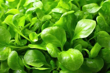 Close Up Fresh Green Mache Salad Leaves Filling Frame with Dew Drops in Natural Light for Healthy Eating and Vegetarian Diet Concept High Angle View