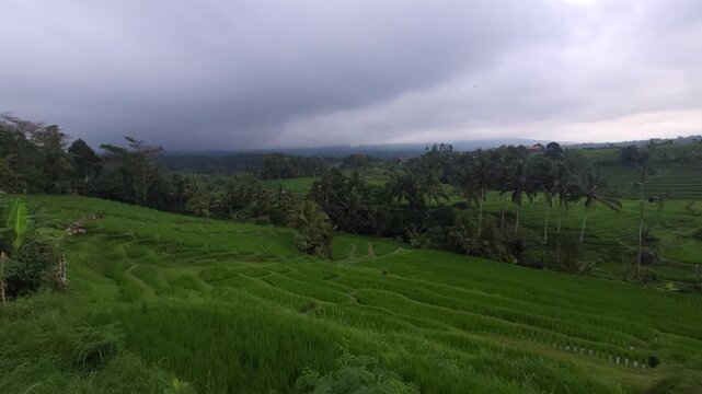 View of the famous Jatiluwih rice terraces in Bali, under threatening weather