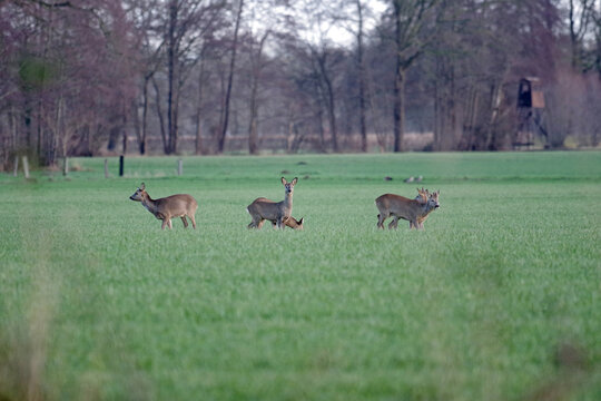  Ein Rehbock und vier Ricken stehen auf einer Wiese und &auml;sen Gras