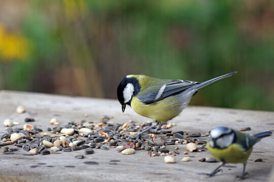 Zwei Meisen sitzen auf einem Brett und fressen das ausgestreute Vogelfutter