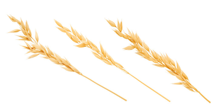 Set oat spike with oat grain isolated on white background with clipping path. Element for design.