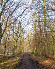 Obraz premium Walking path through trees in a forest during the daytime on a clear day