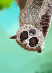 Fototapeta premium Slow Lorises Hanging in a Tree