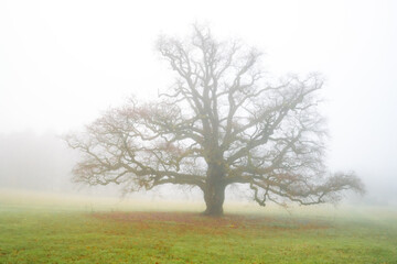 Obraz premium Chêne Solitaire et Majestueux dans la Brume Hivernale