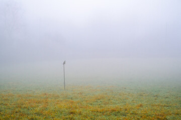 Fototapeta premium Champ d'herbe brumeux avec poteau solitaire et un rapace perché 