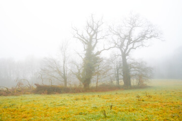 Obraz premium CHÊNES DANS LA BRUME