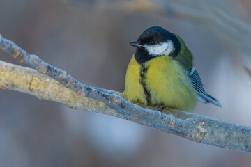 Obraz premium great tit on a branch
