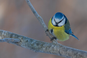 Obraz premium blue tit on a branch