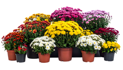 A vibrant collection of colorful chrysanthemums in pots, ready for display