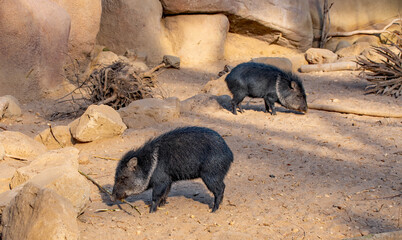 Zwei niedlichen Nachwuchs Ferkelchen im Zoo  