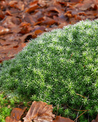 Moss growing on forest floor among fallen leaves in autumn light