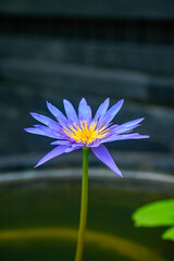 Close-up of Vibrant Purple Water Lily Blooming in a Serene Outdoor Pond