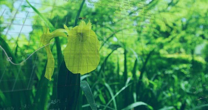 After two-second hold yellow iris rising while digital overlays appearing visualizing plant metrics