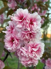 Obraz premium pink hydrangea flower