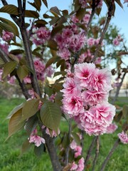 Fototapeta premium pink and white flowers