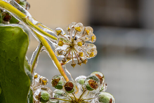 Close up of a blooming ivy flower and beeries (Hedera helix)  covered with a thick layer of ice. Condition after freezing rain in winter