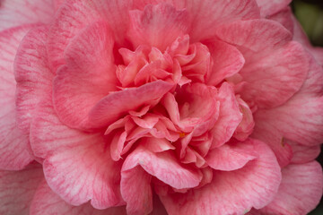 Pink flower of camellia