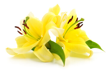 Obraz premium Two yellow lily flowers isolated on white background