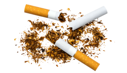 Broken cigarettes scattered amongst loose tobacco on a transparent background