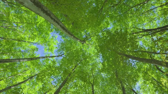 250508十日町市松之山美人林