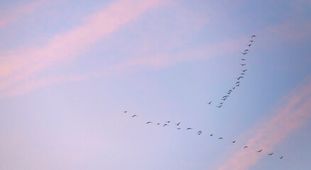 Birds flying in a blue cloudy cloudy sky at sunrise in winter, Almere, Flevoland, The Netherlands, January 18, 2026